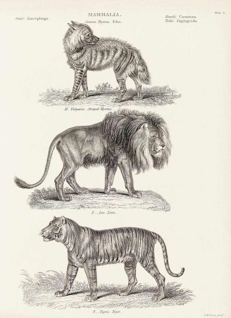 Predatory mammals,19th century