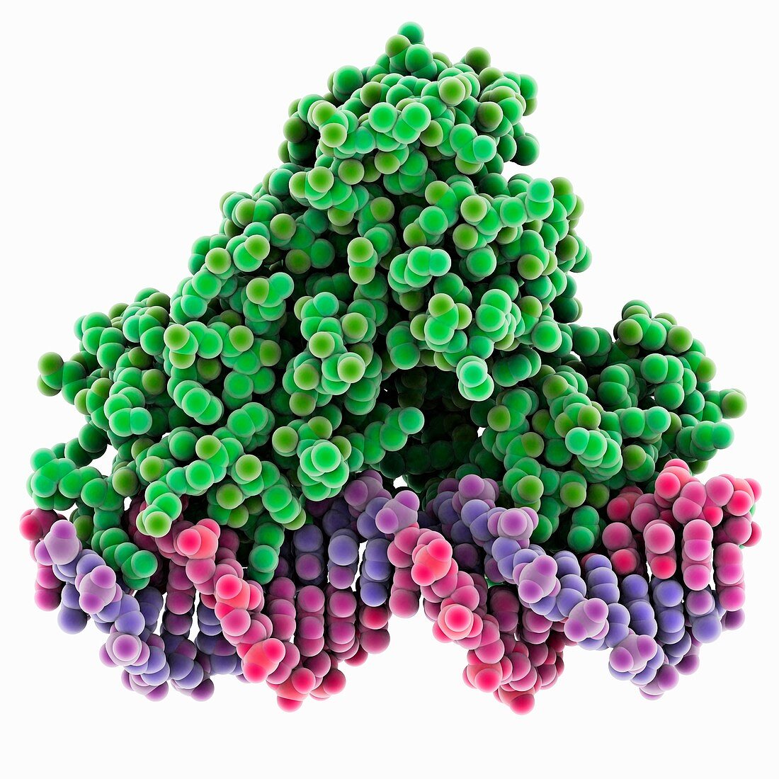 Transcription repressor protein and DNA