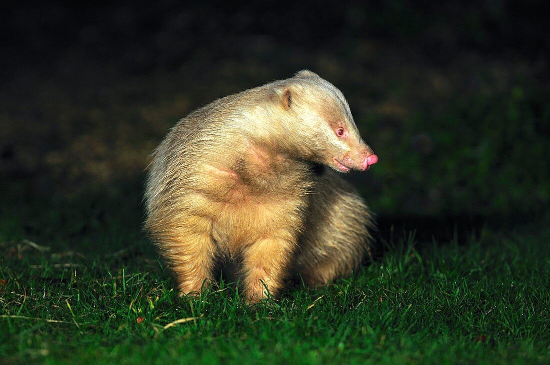 Albino badger