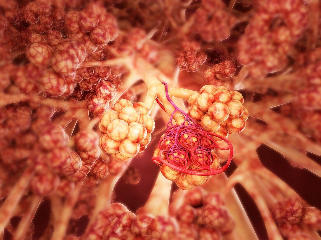 Healthy alveoli in the lung