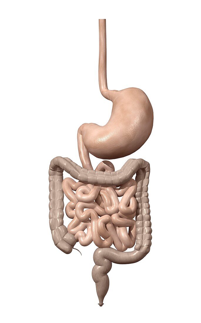 Digestive system,artwork