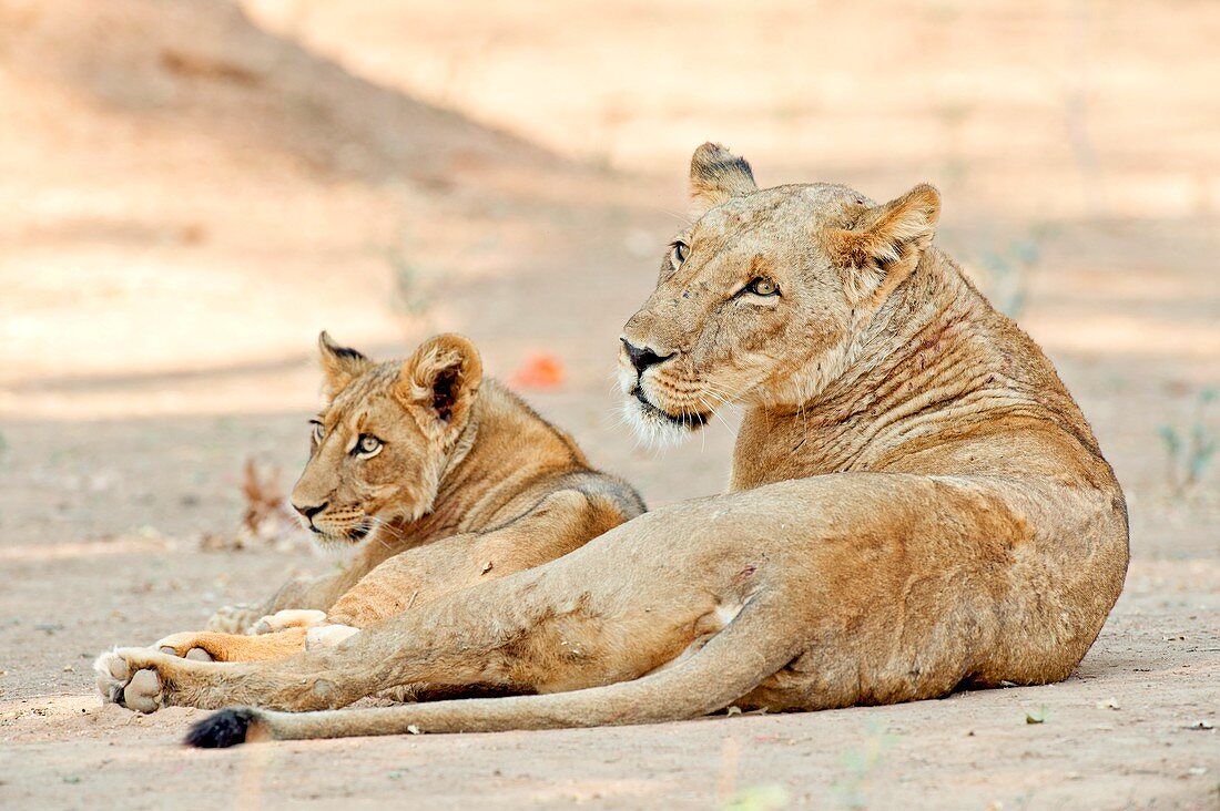 African lions