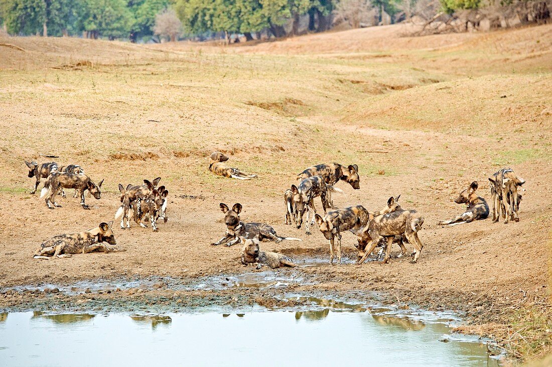 African wild dogs