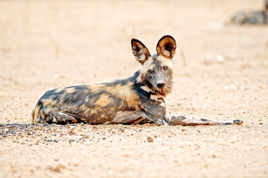 African wild dog