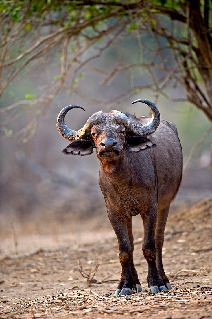 African buffalo