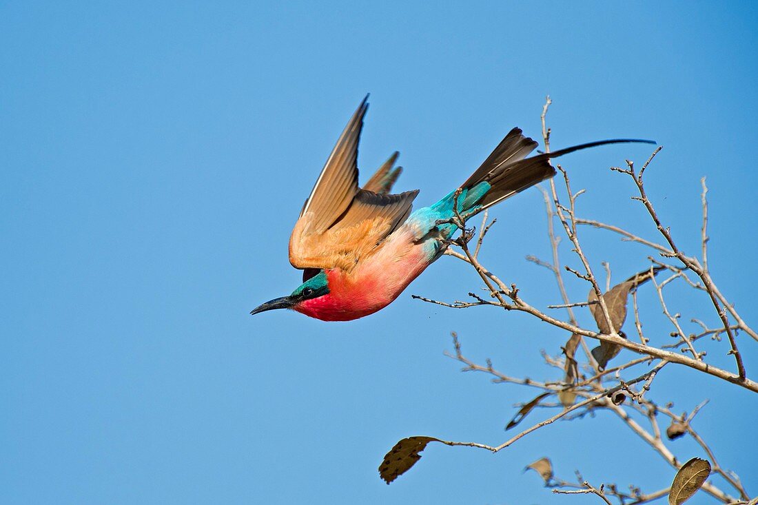 Southern carmine bee-eater