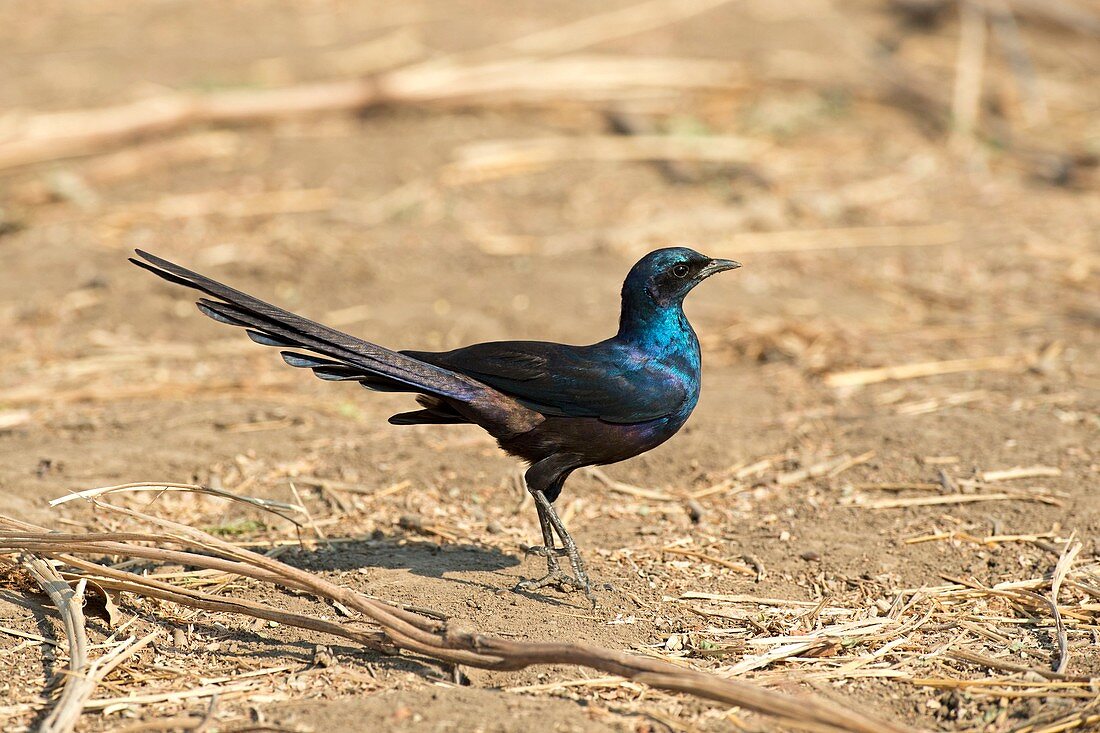 Meves's starling