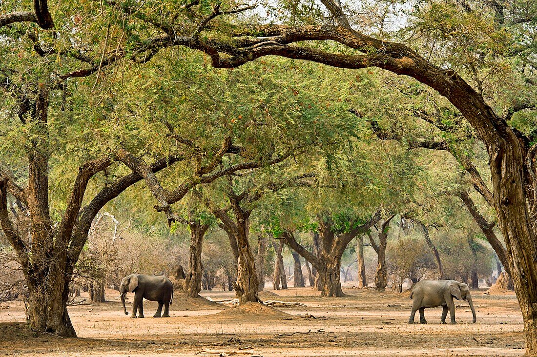 African elephants foraging under trees
