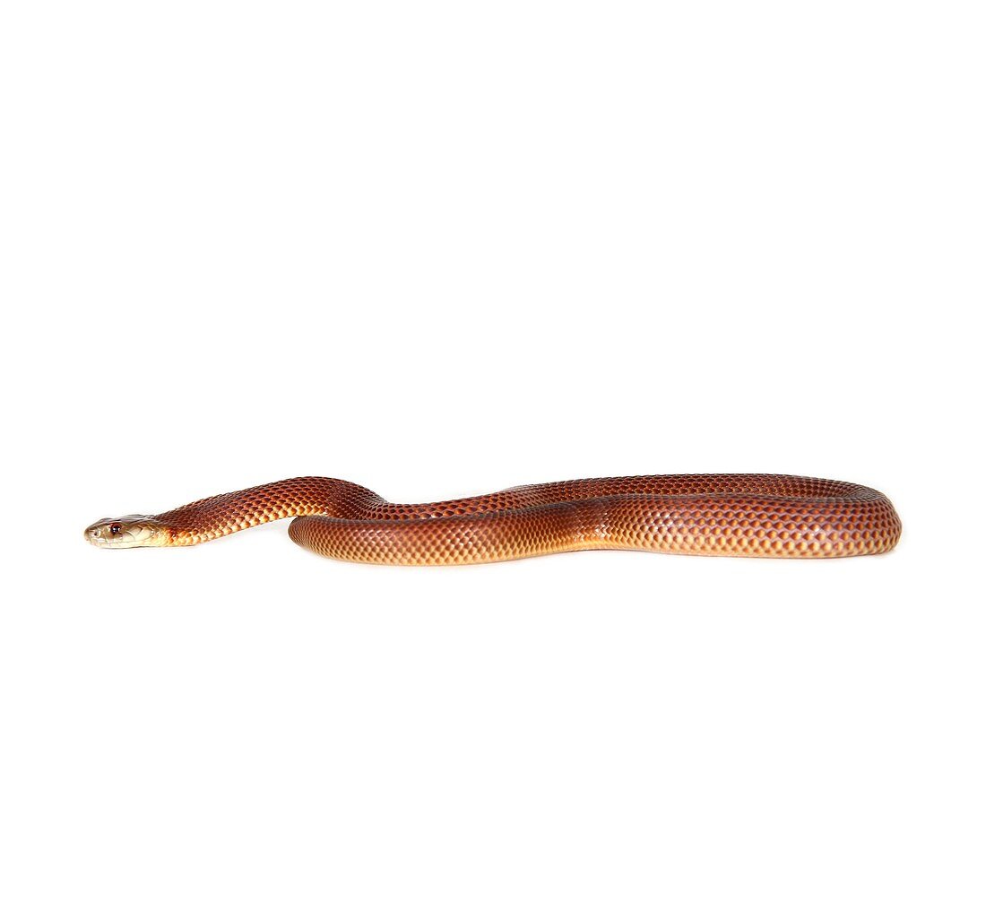Common king brown snake