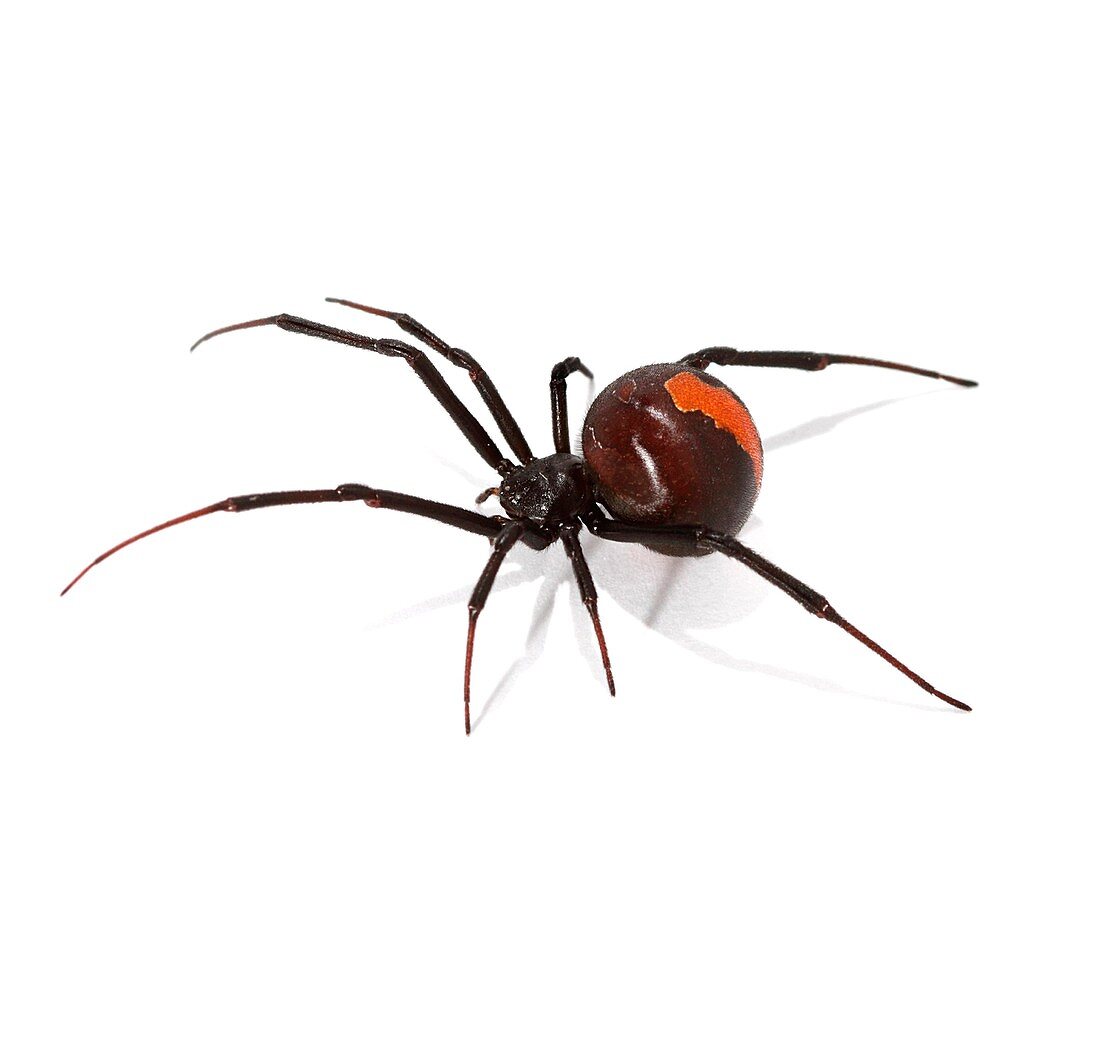 Redback spider