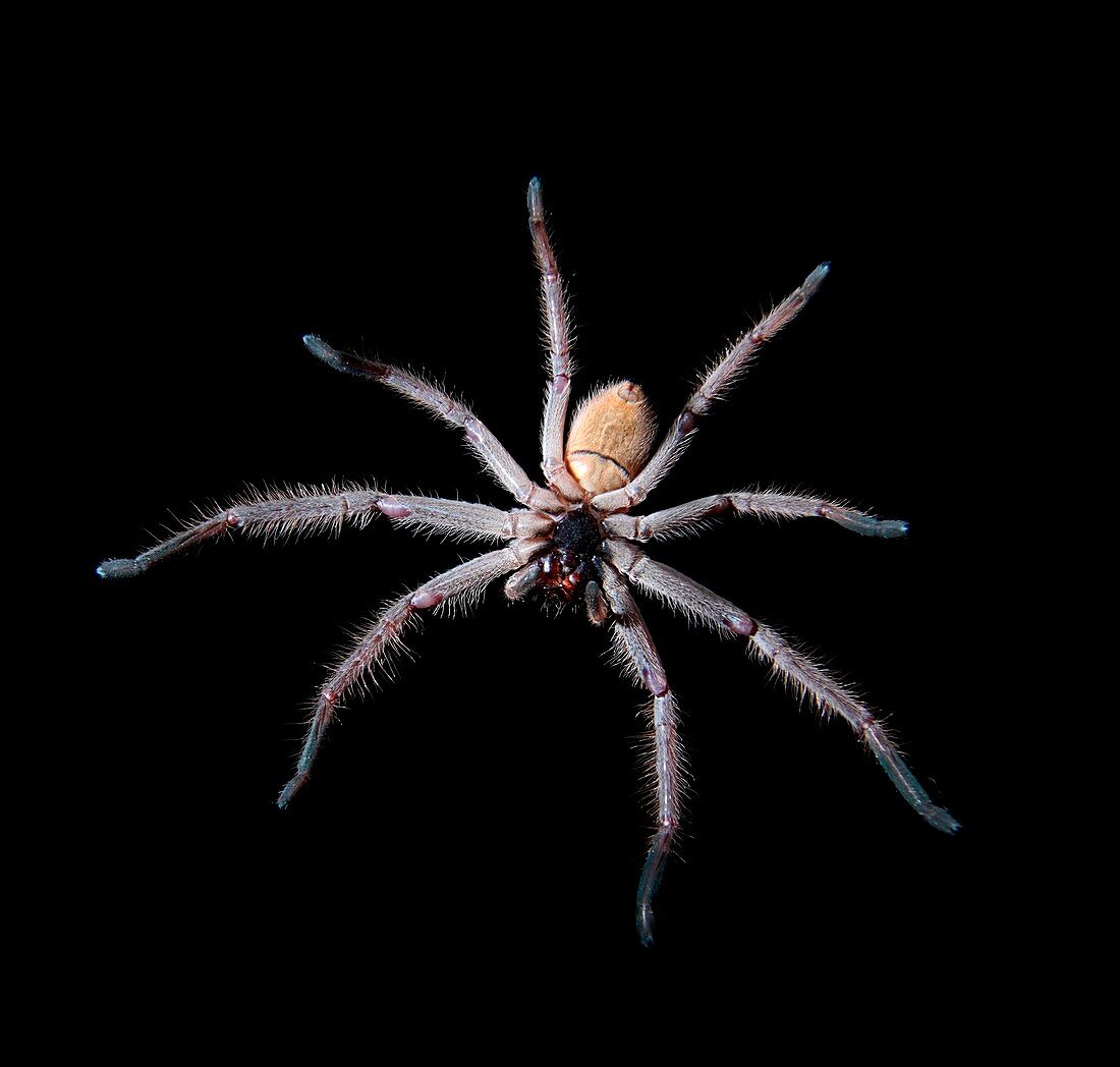 Huntsman spider