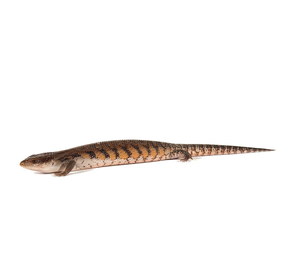 Common blue-tongued skink