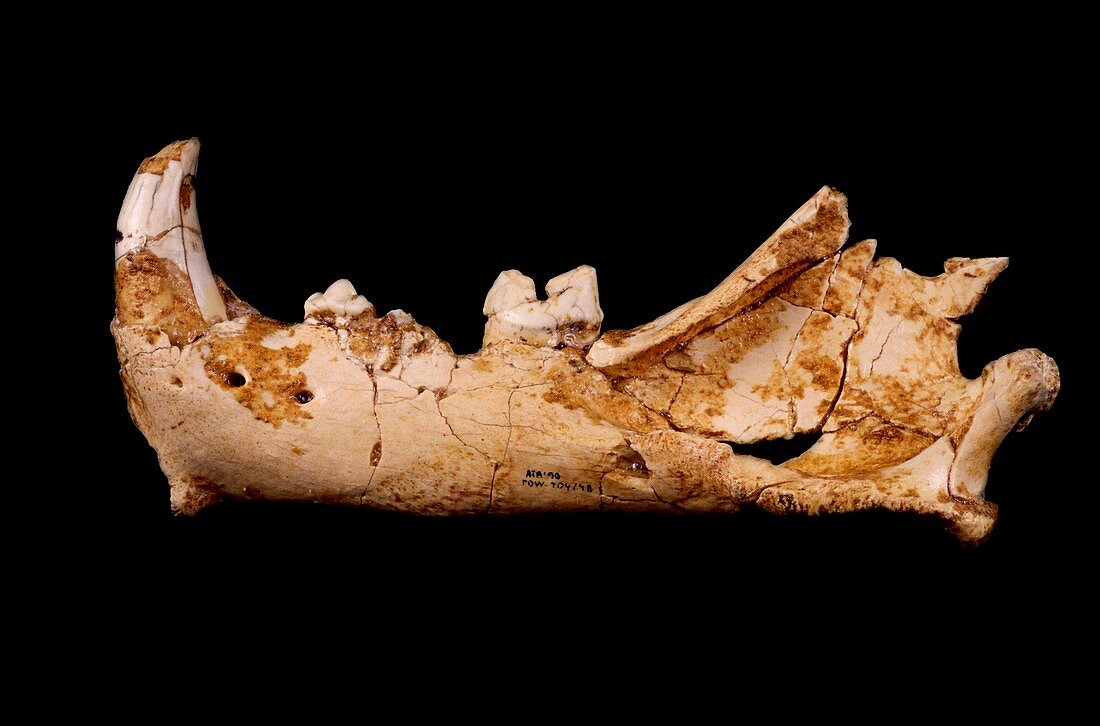 Prehistoric jaguar jaw bone
