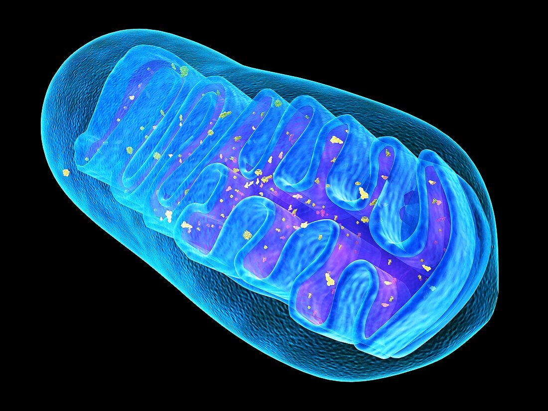 Mitochondrial structure,artwork