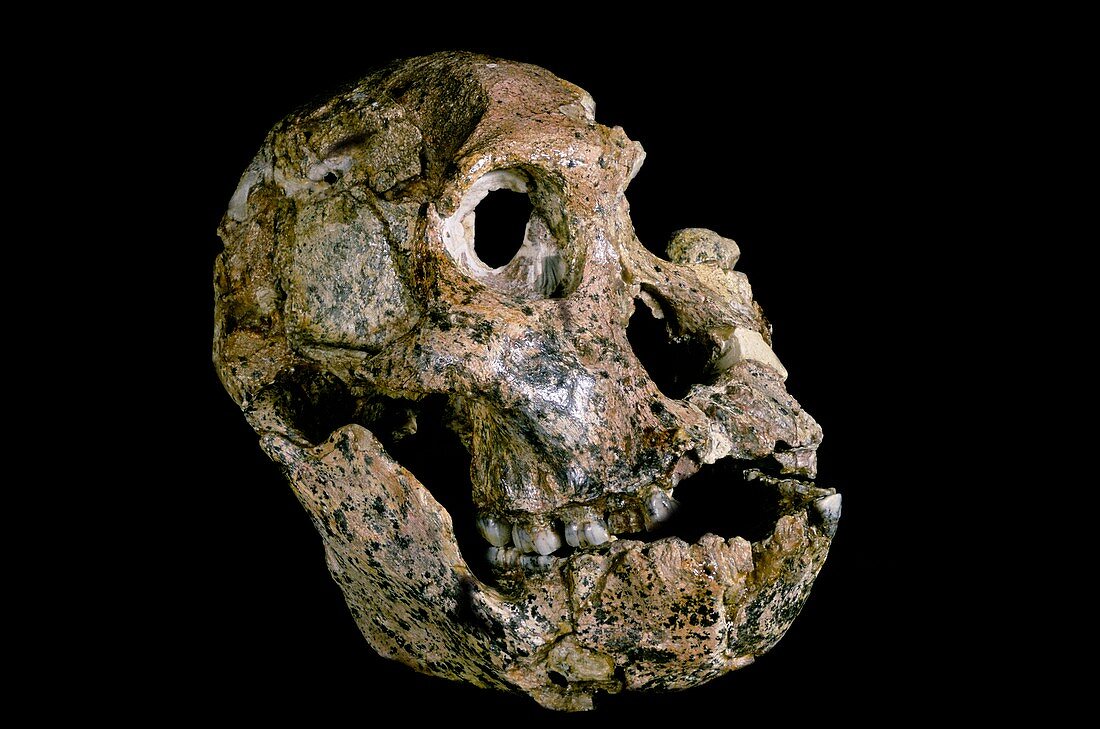 Australopithecus africanus skull (STS-71)