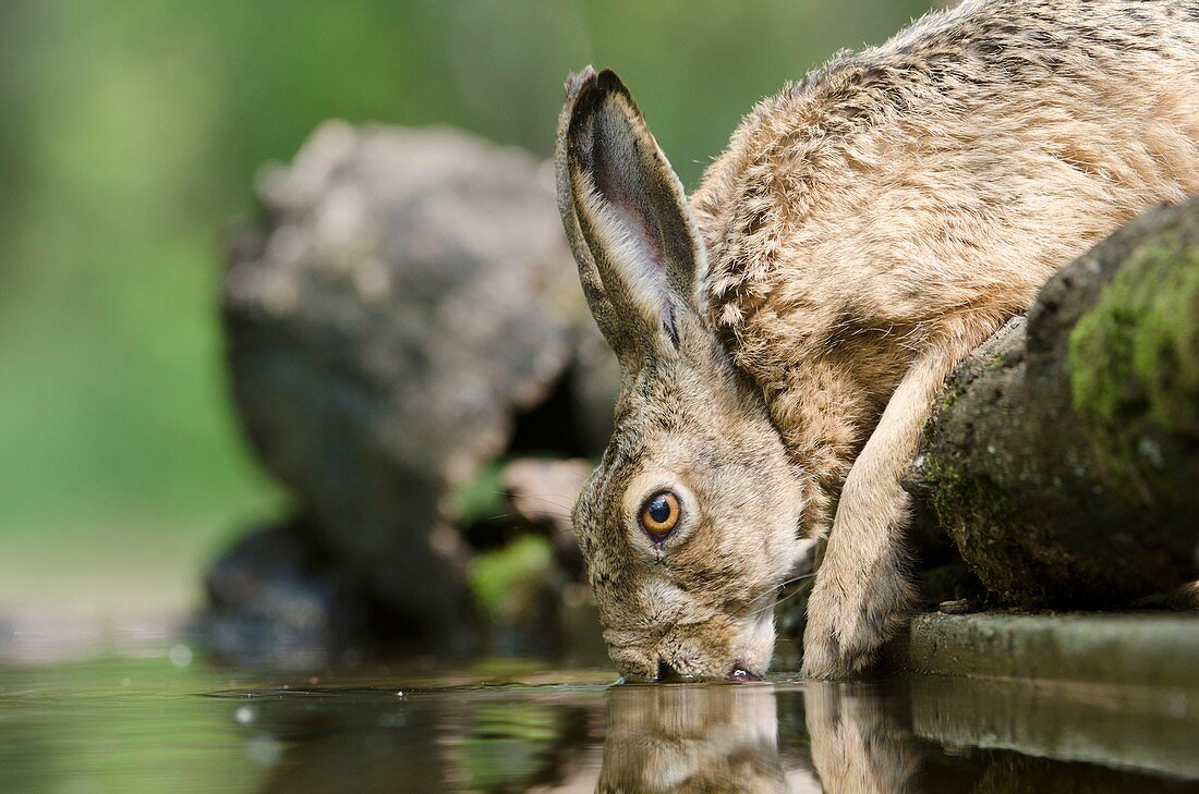 European hare drinking