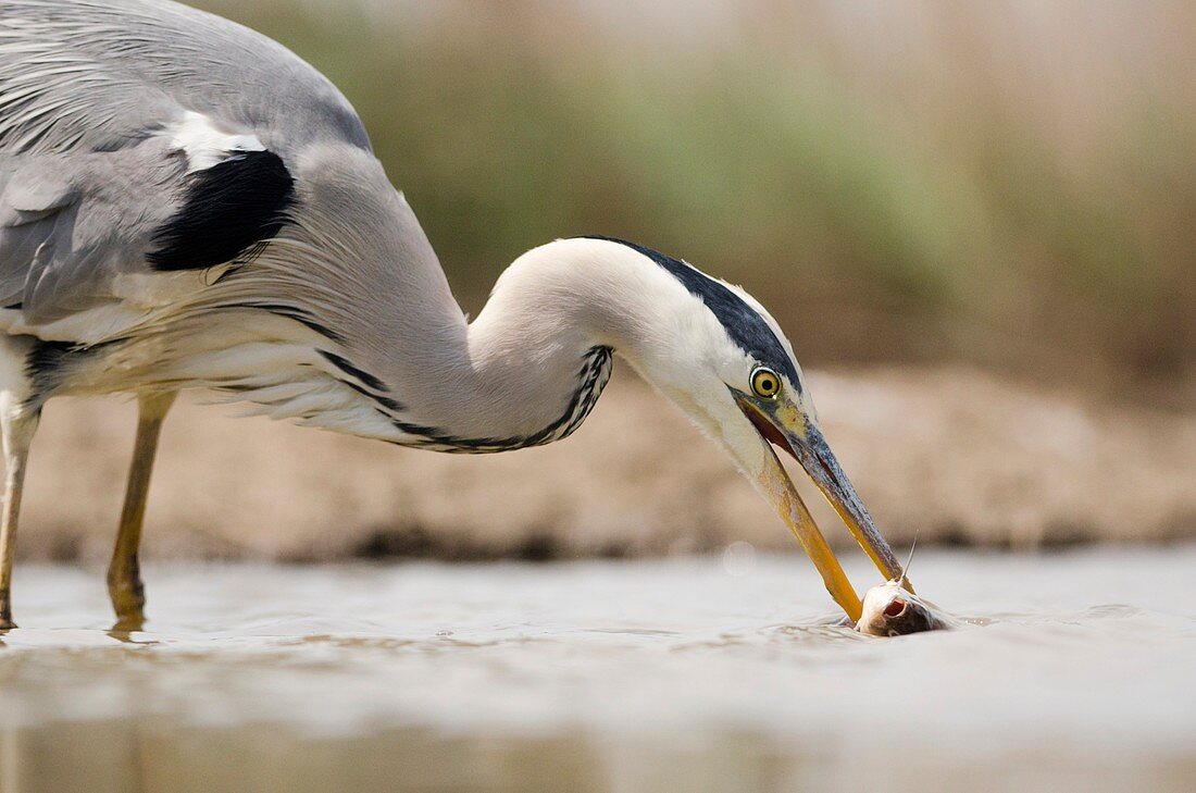 Grey heron catching a fish