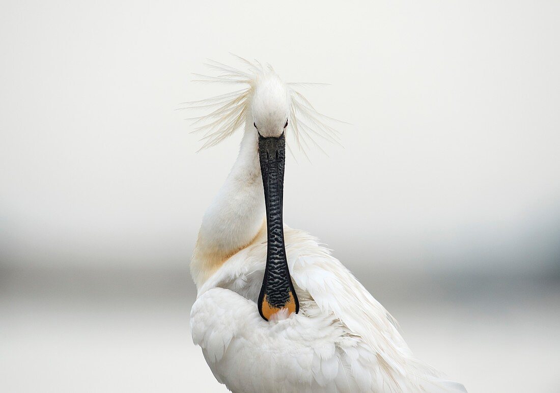 Common spoonbill preening its feathers