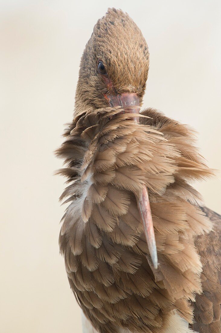 Black stork preening