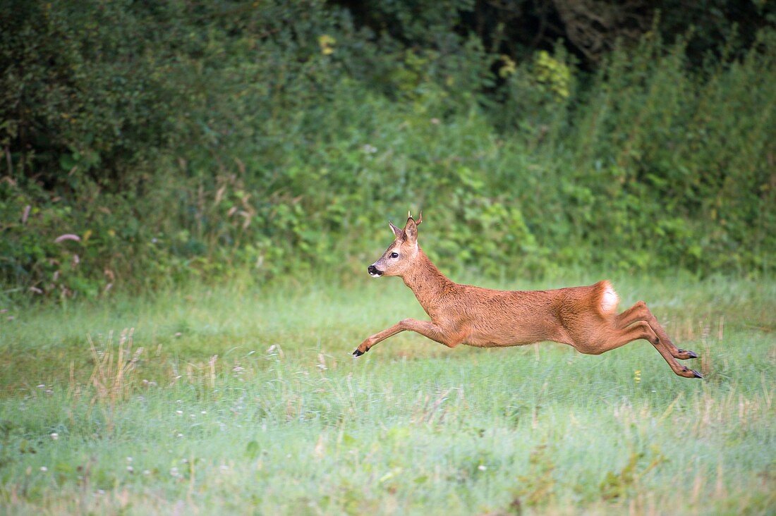 Roe deer