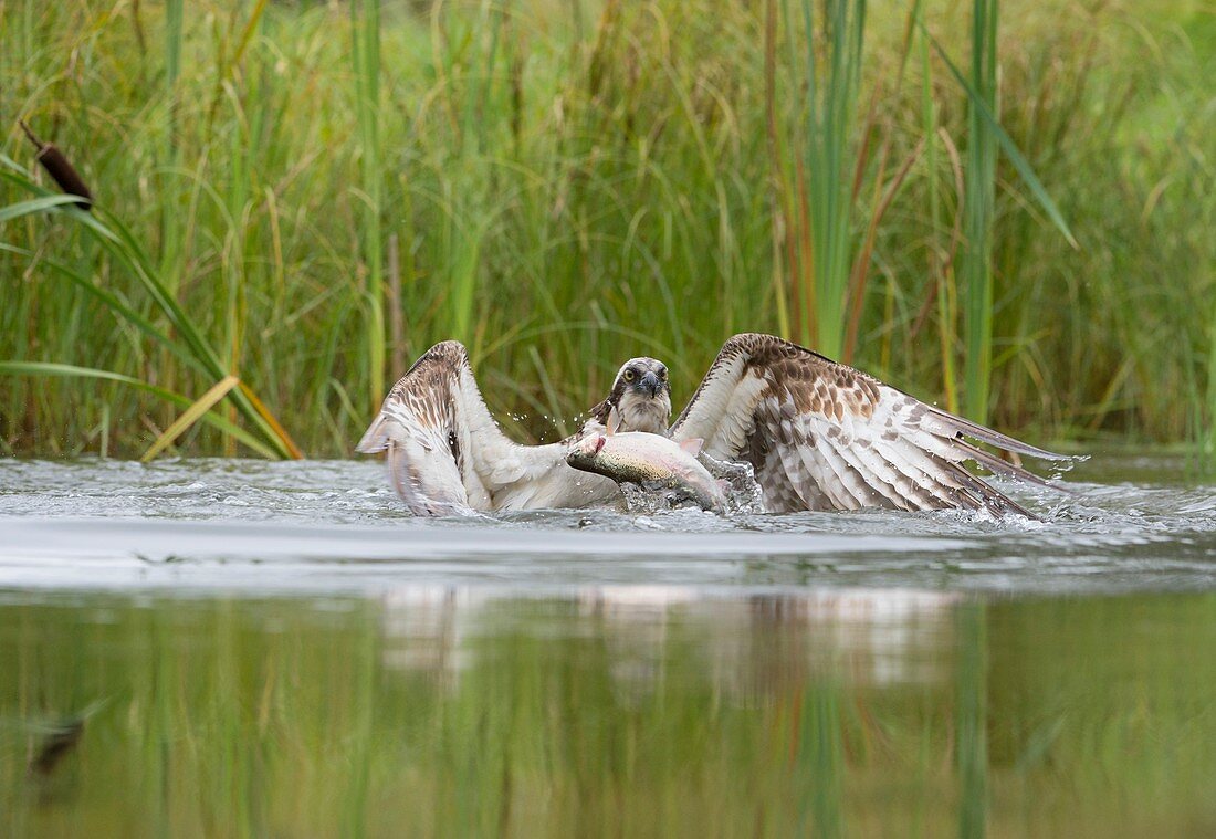 Osprey catching a fish