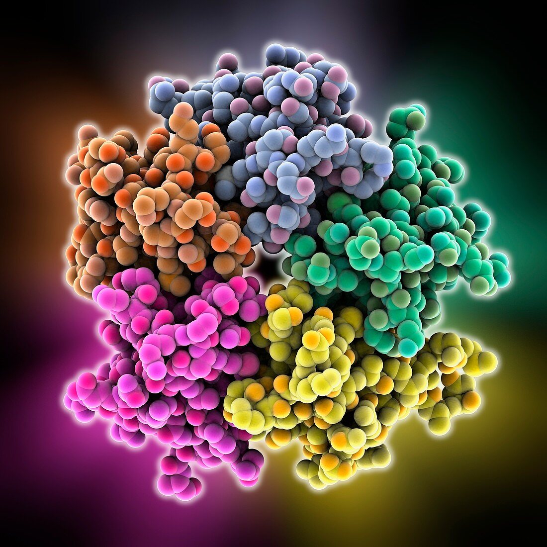 Nucleoplasmin histone-chaperone protein