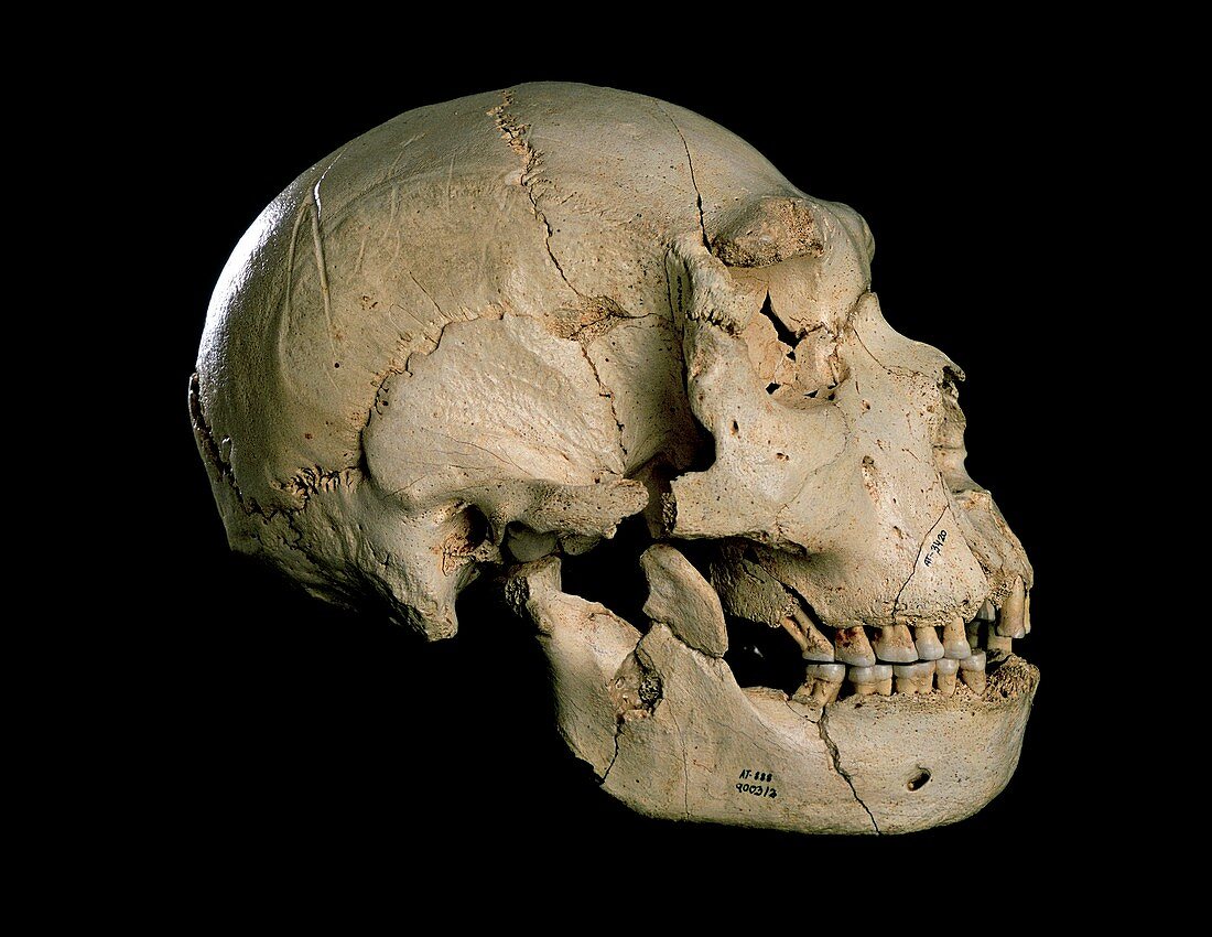 Homo heidelbergensis skull (Cranium 5)