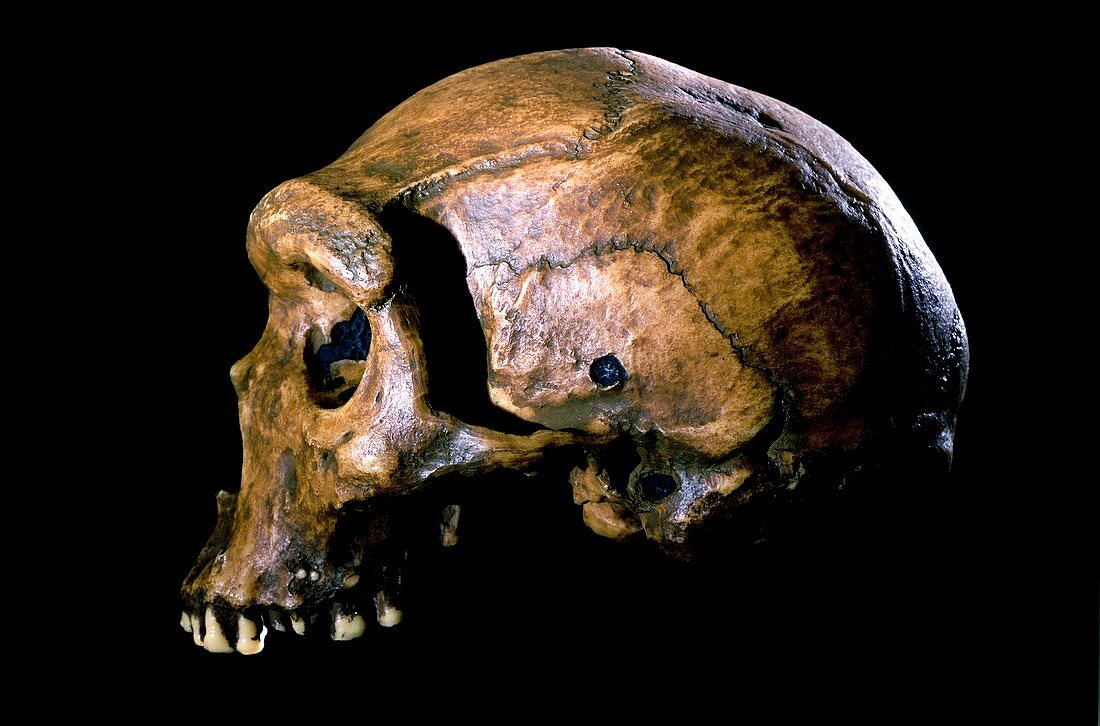 Homo heidelbergensis skull,Broken Hill 1