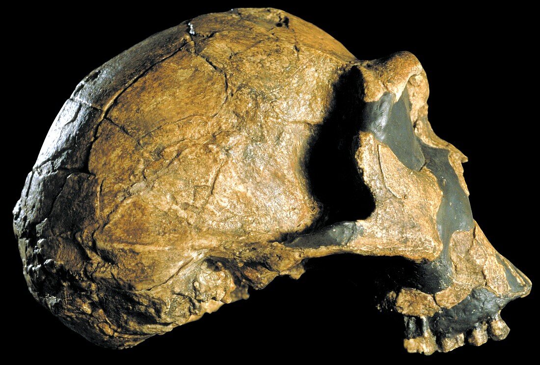 Homo ergaster skull (KNM-ER 3733)