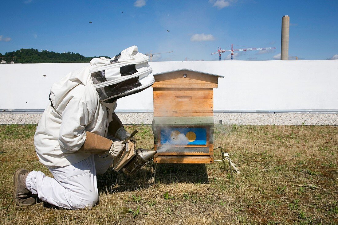 Urban bee-keeping