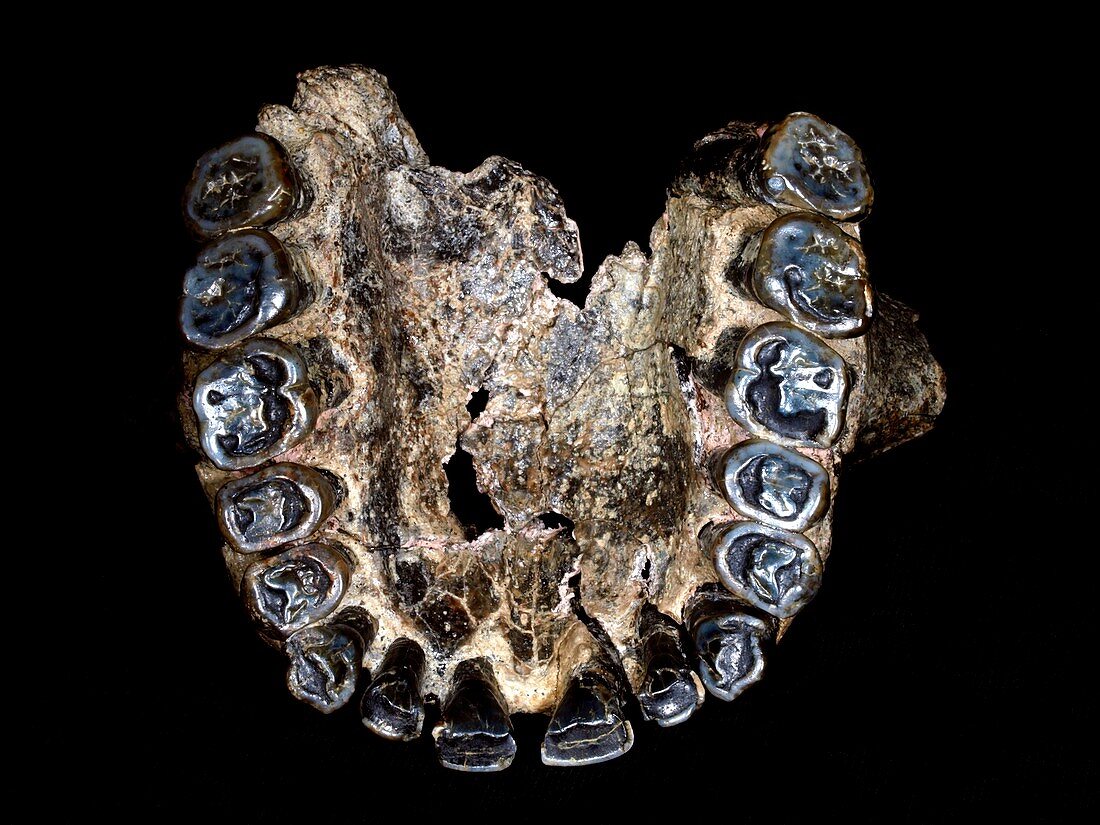 Homo habilis upper jaw (OH 65)