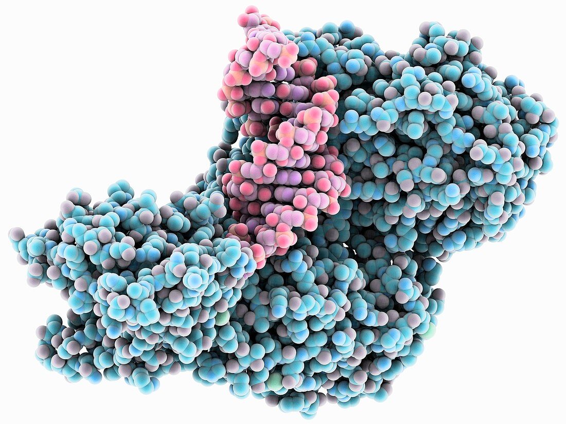 Iron-regulatory protein bound to RNA