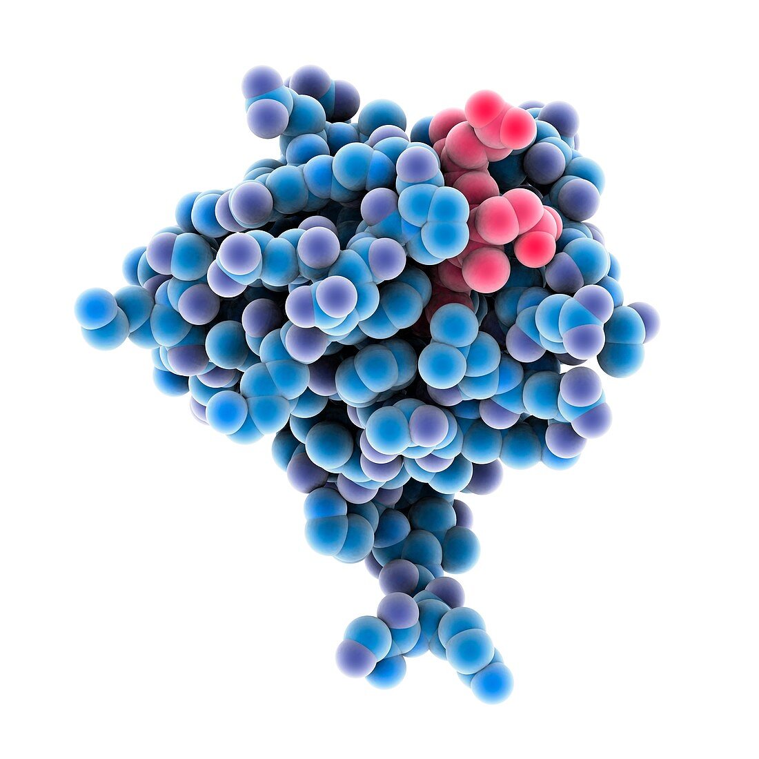 Cytochrome b5 molecule