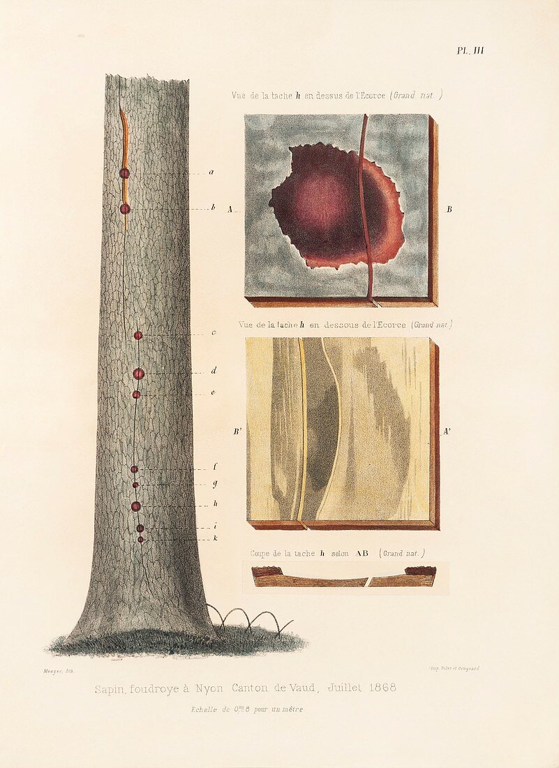 Effect of lightning on trees,artwork