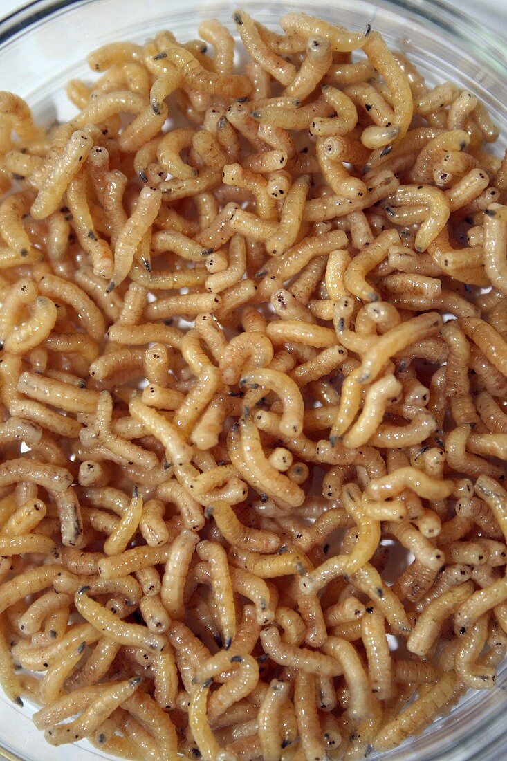 Maggot waste digestion food production