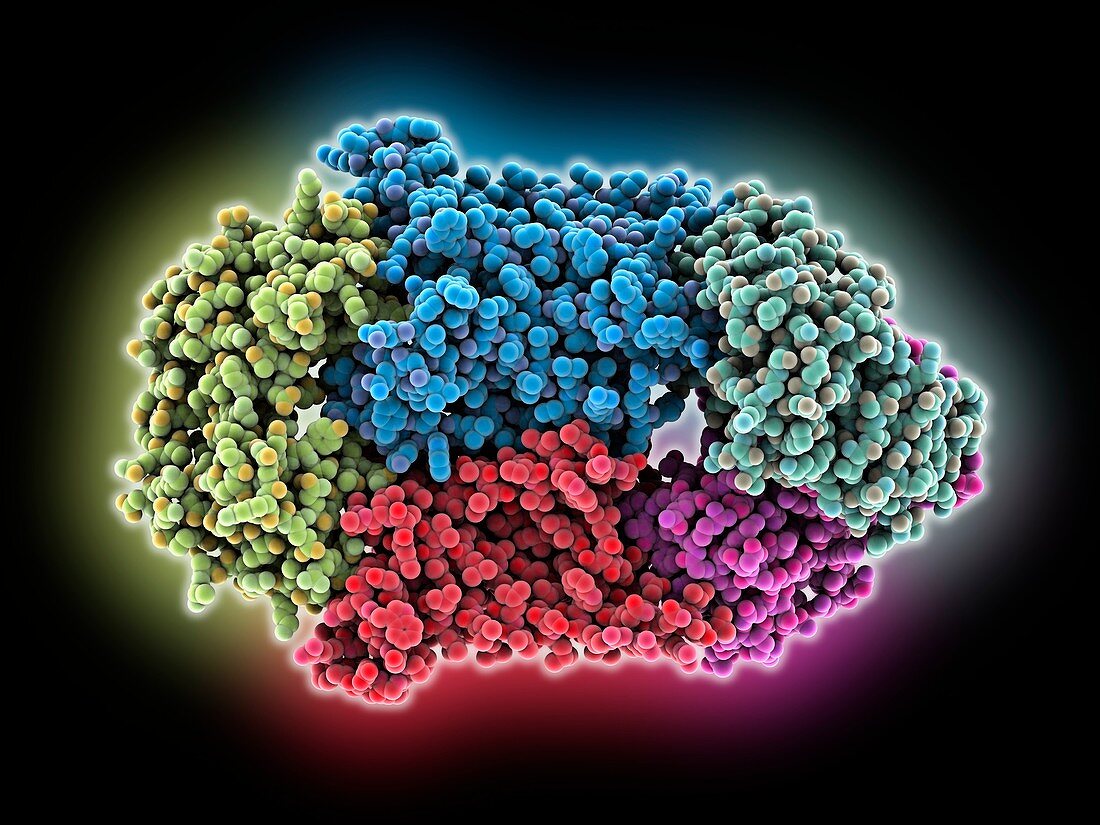 Vitamin B12 import proteins