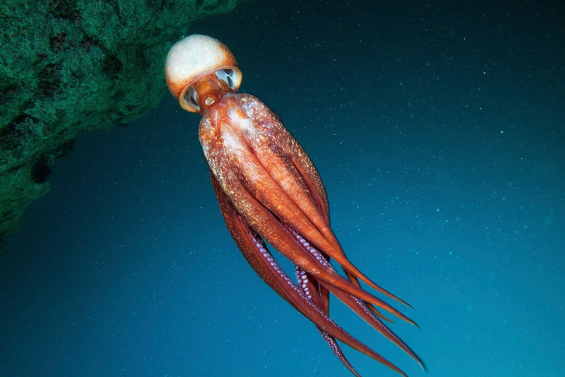Octopus eye