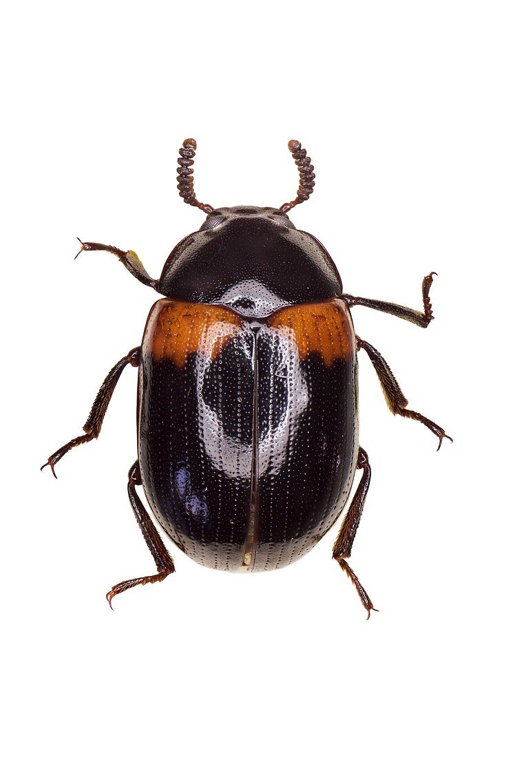 Darkling beetle