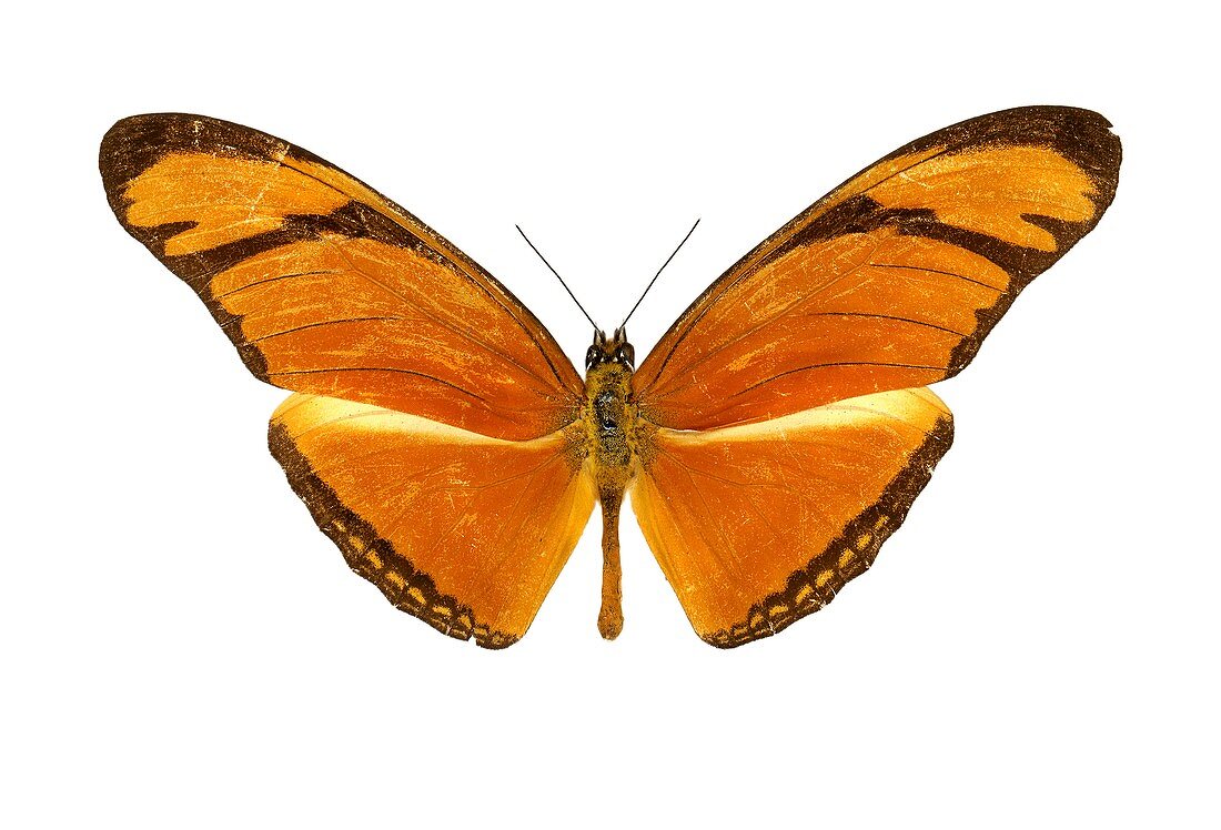 Julia butterfly