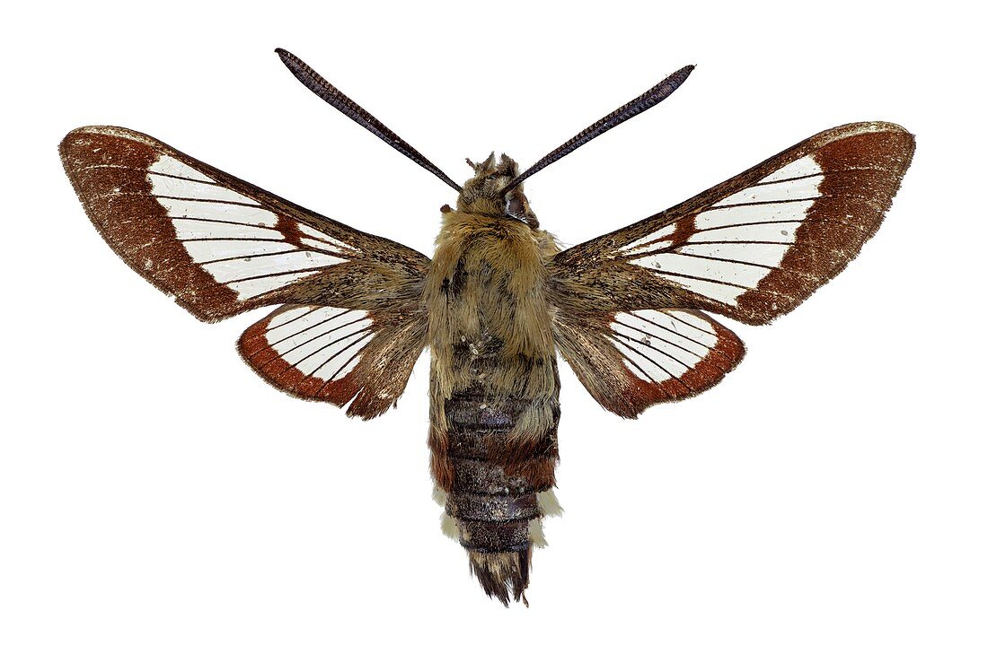 Broad-bordered bee hawkmoth