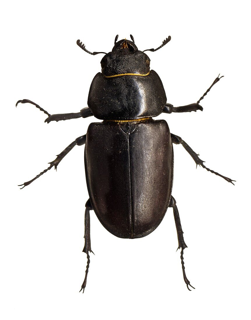 Stag beetle