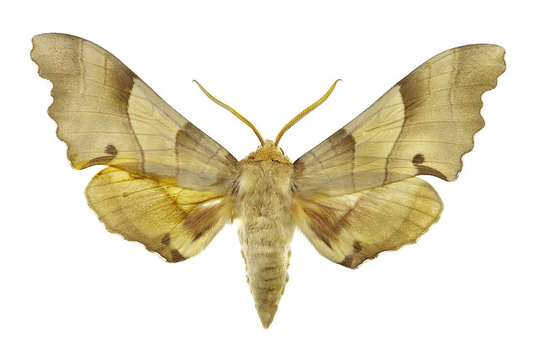 Oak hawk moth