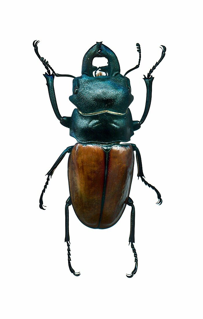 Stag beetle