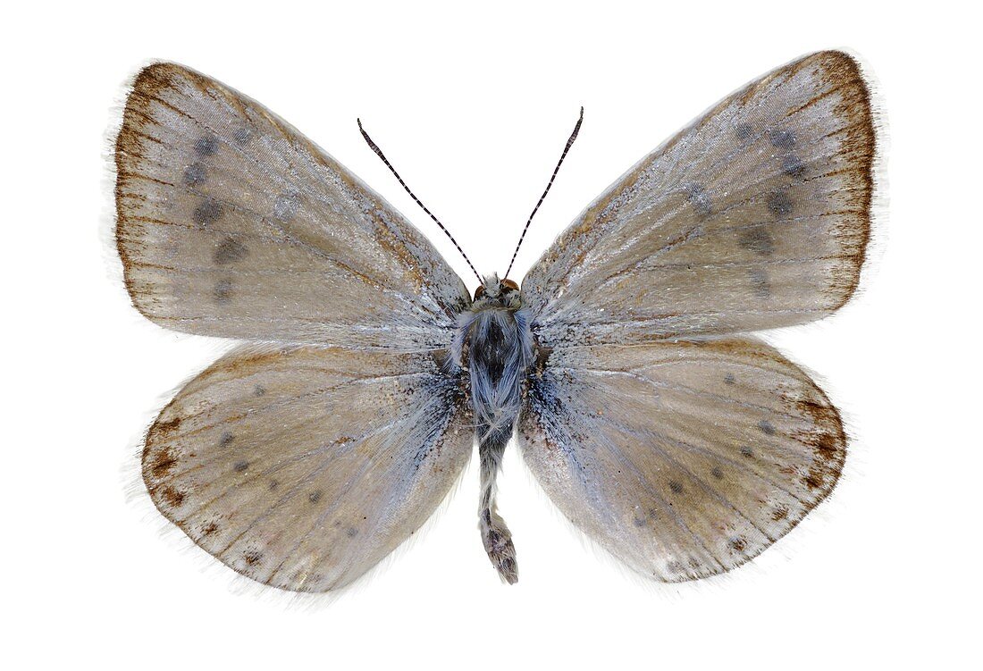 Mother-of-pearl blue butterfly