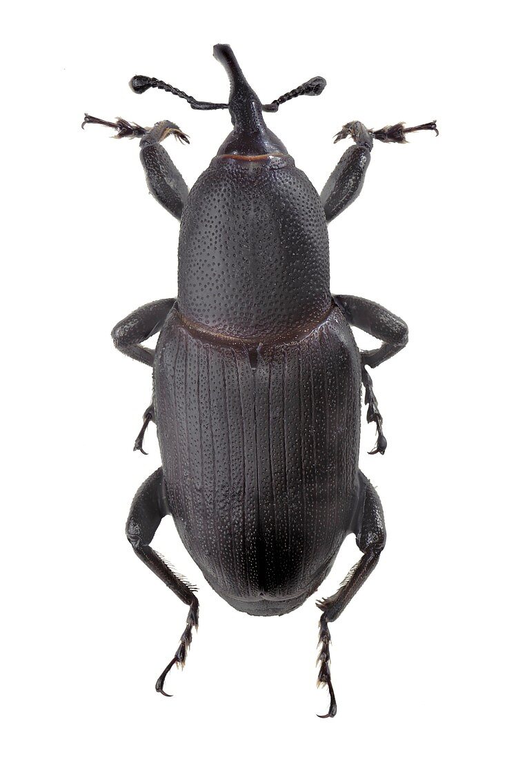 Weevil