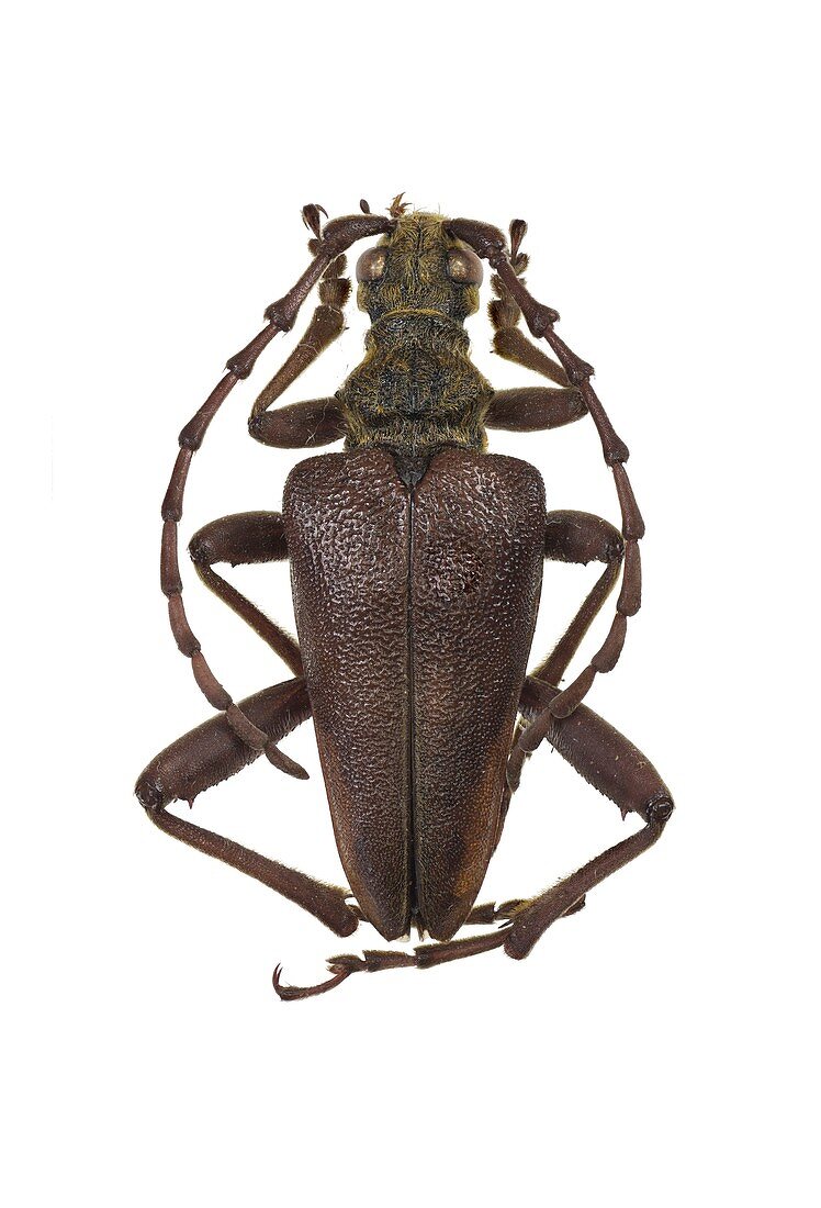 Longhorn beetle