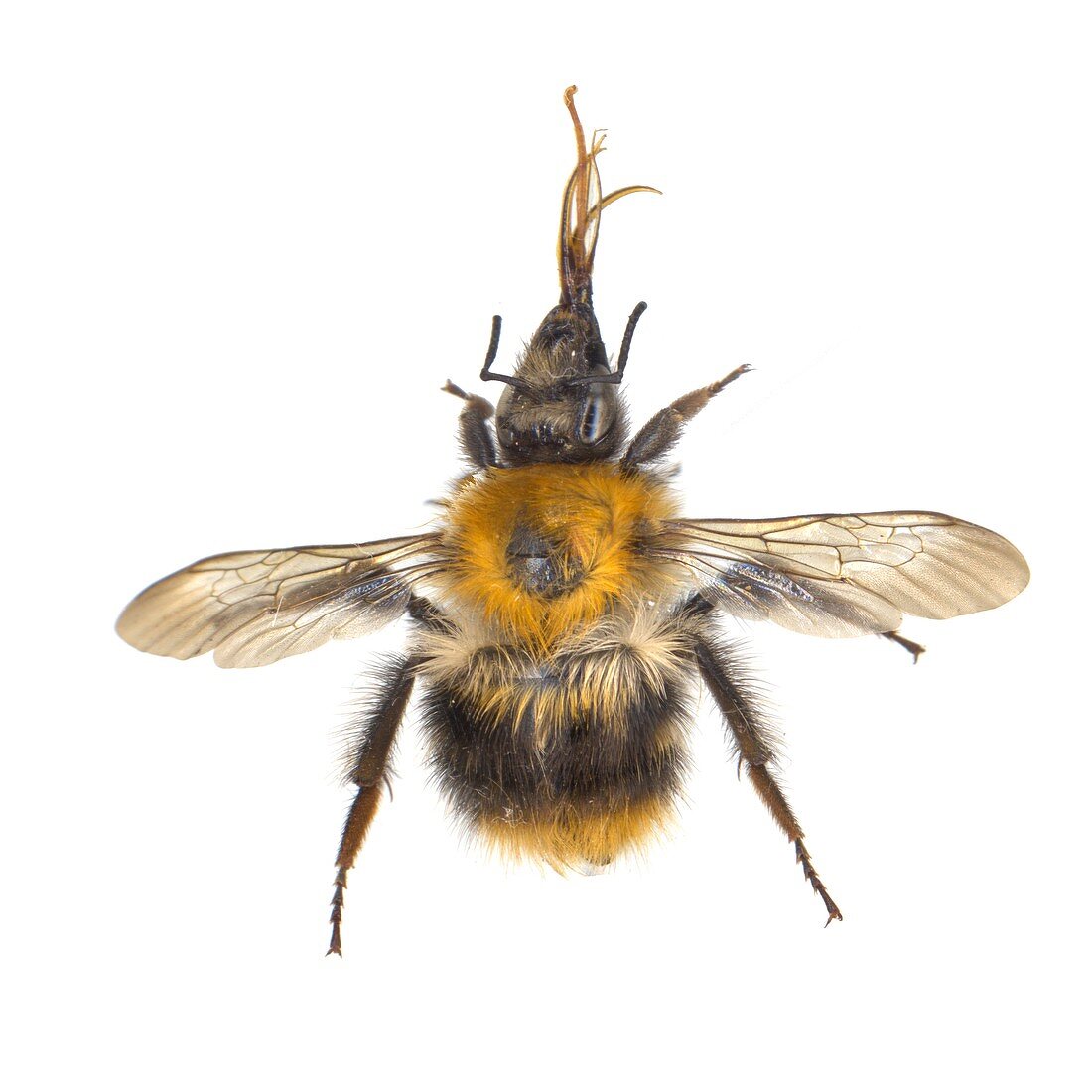 Anthophora hispanica bee