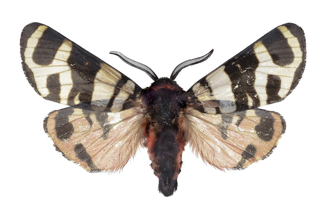 Hebe tiger moth