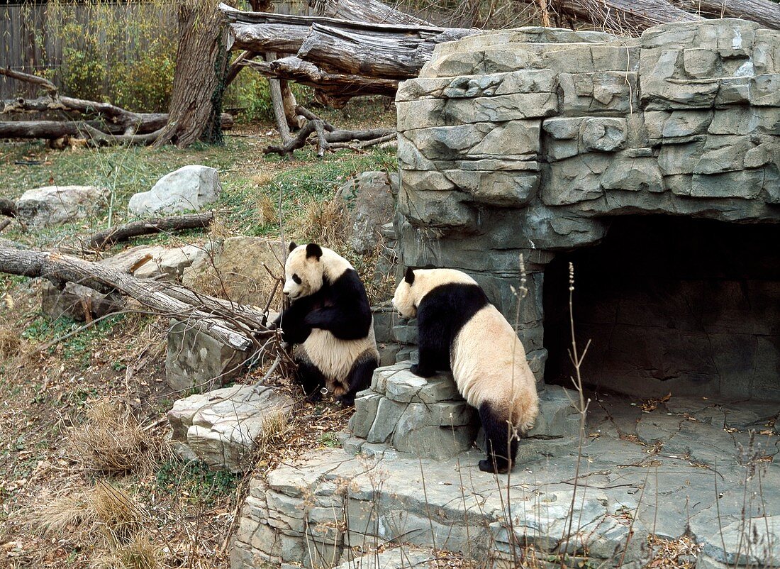 Giant pandas in captivity