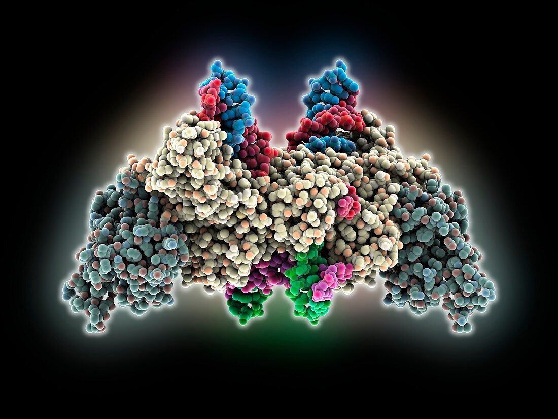 Retroviral intasome molecule